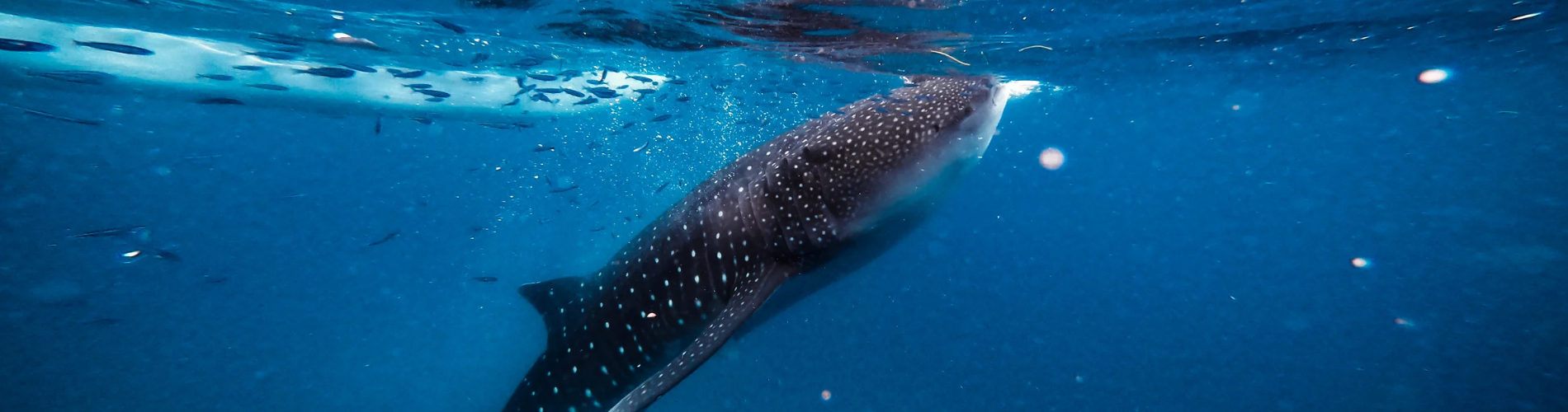 7 Days & 6 Nights Bohol & Cebu, Philippines