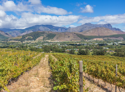 Constania Winelands