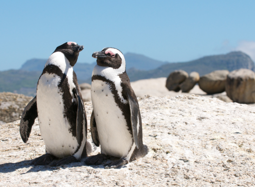 Boulders Beach